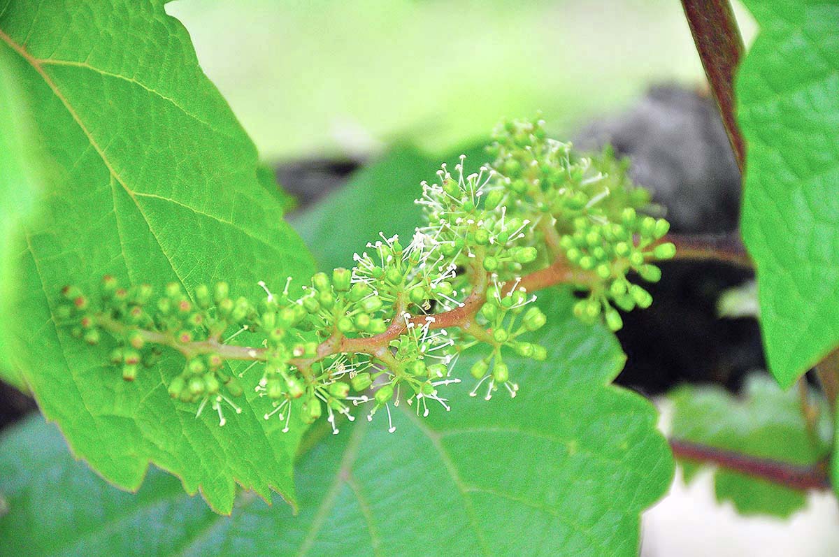 ワインぶどうの開花はじまりました 四季折々の丹波ワイン情報